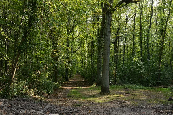 Les milles richesses de la forêt : humus, châtaignes et champignons