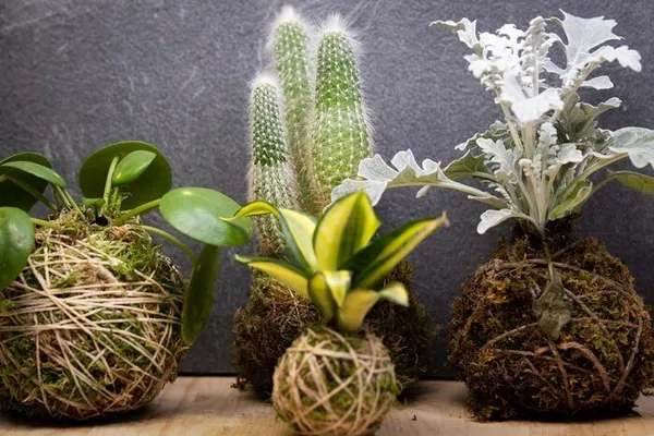 Atelier : création de Kokedama