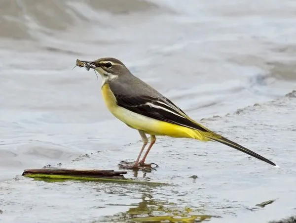 Découverte des oiseaux du lac de Créteil