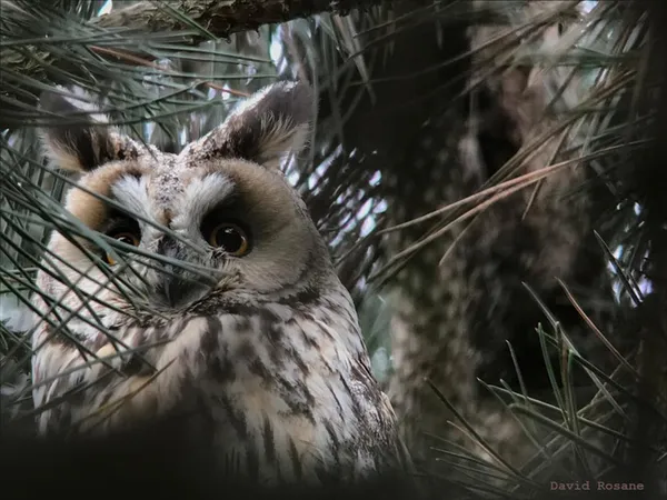 Ces Oiseaux qui enchantent le bois du Piple