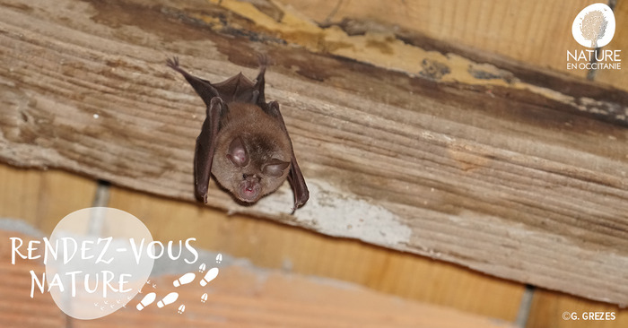 Les voix de la nuit : rencontre avec les chauves-souris