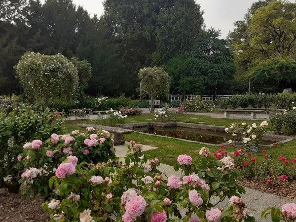 Danses des roses autour des cascades