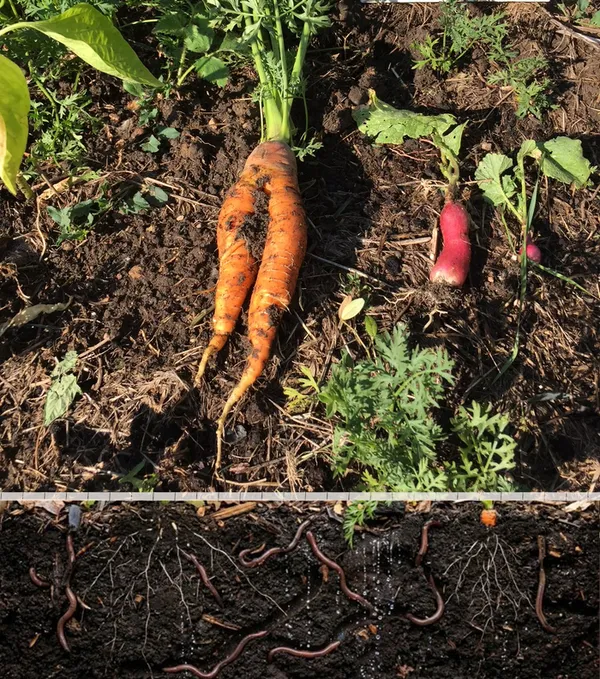 Rendre visible tout ce monde qui s’active autour des plantes du jardin