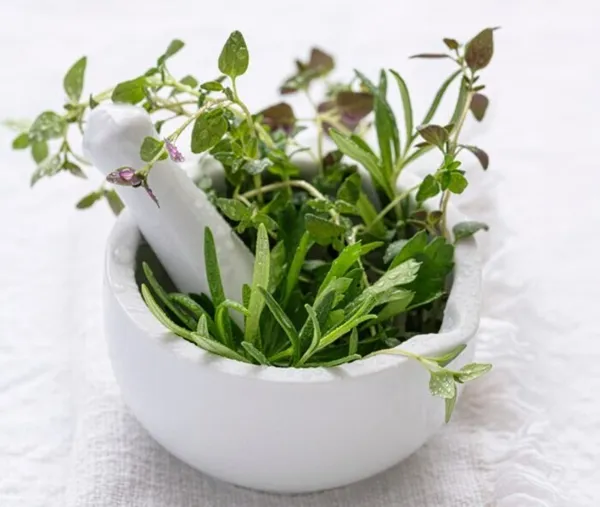 Sortie botanique : découverte des plantes aromatiques,
alimentaires et médicinales