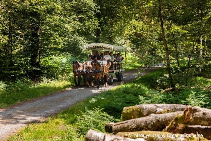 Promenons-nous dans les bois, au rythme des chevaux