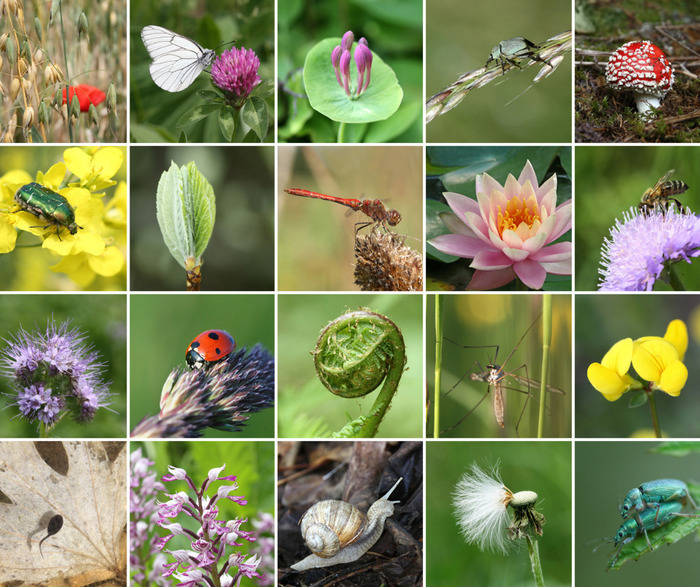 Apéro-conférence biodiversité