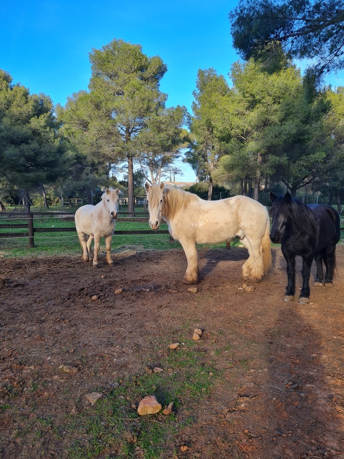 LES PRINTEMPS : Bien-être animal