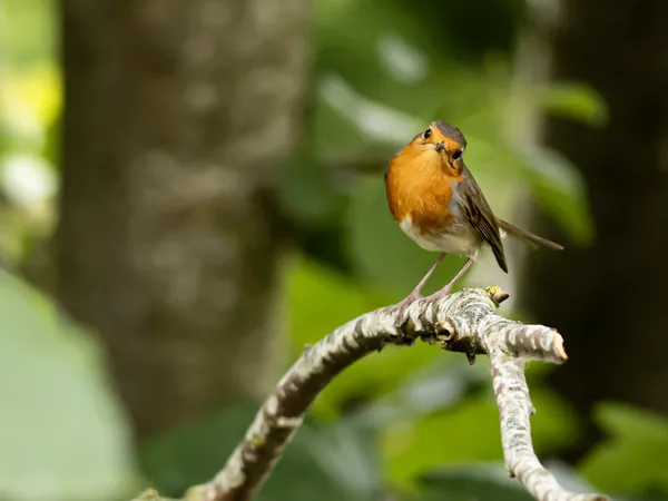 Les oiseaux de nos jardins