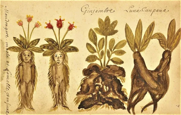 Femmes, Plantes & Savoirs au temps d'Hildegarde