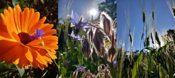 visite découverte du jardin historique
