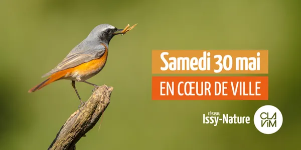 Cœur de Ville : comptage national Oiseaux des jardins