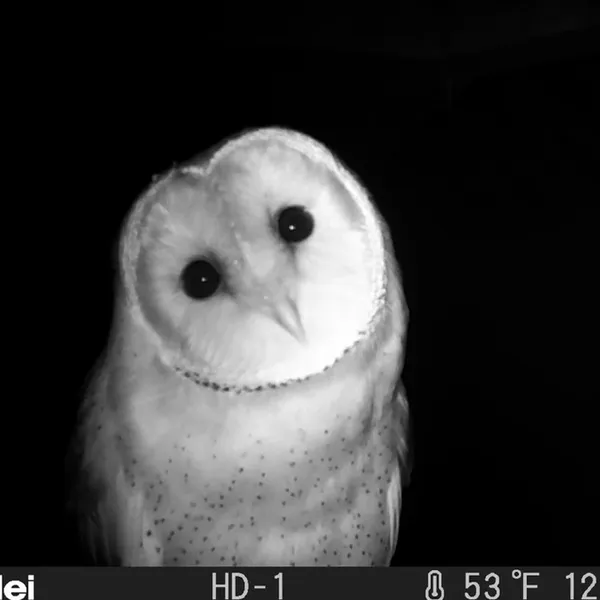 Conférence "Les oiseaux et la biodiversité" par le Groupement ornithologique des Deux-Sèvres