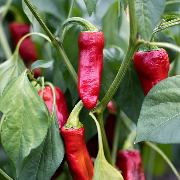 Atelier gourmand : la délicatesse du piment