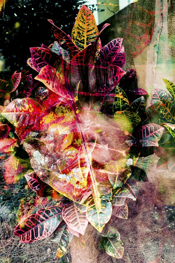 Projected Self (Soi projeté)