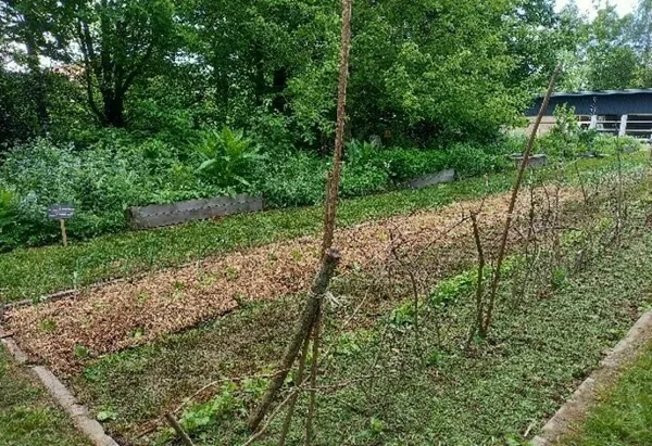 Démarrer un potager au naturel
