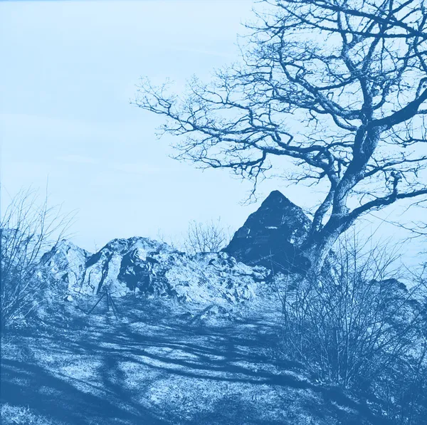 Atelier de cyanotype - photographies d'archives !