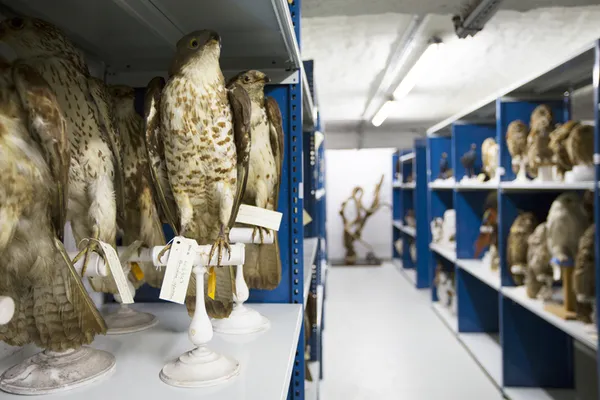 Visite guidée des réserves : quels sont les trésors cachés dans les réserves du musée ?