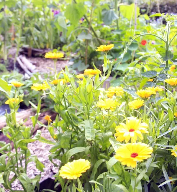 Baume anti-gratouille au plantain et calendula