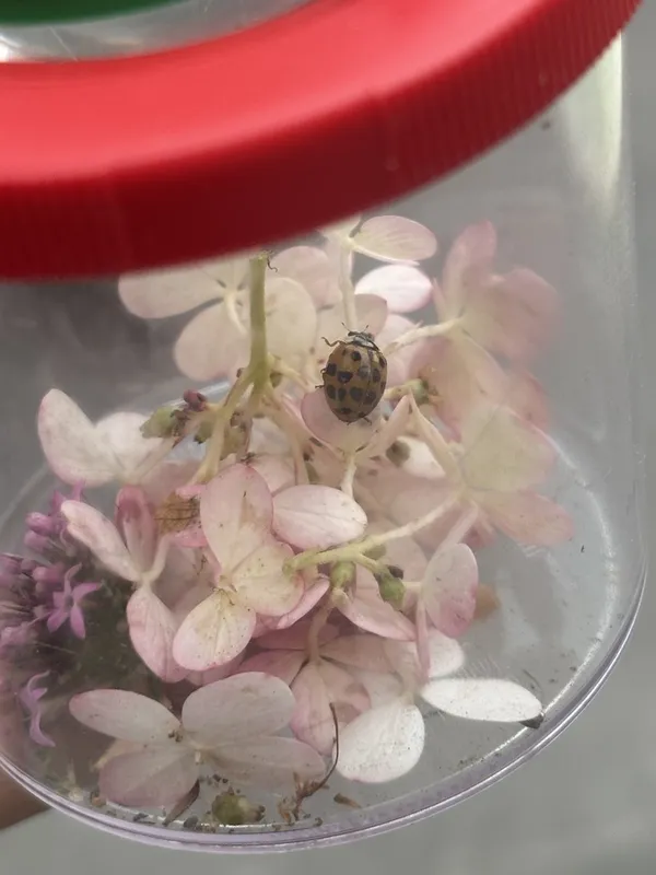 À la rencontre des insectes du jardin
