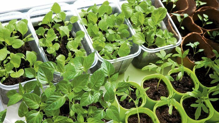 Foire aux plants