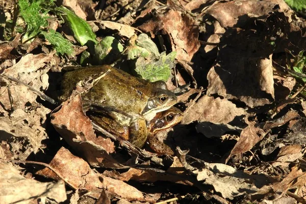 COMPLET / Balade naturaliste : des grenouilles et des tritons