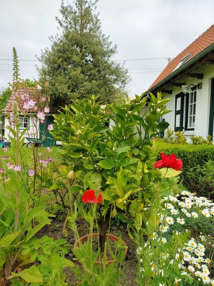 Visite des Deux Jardins et exposition de bonsaïs