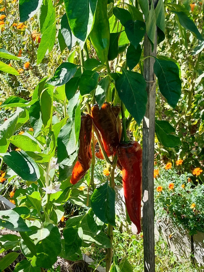 Un jardin perdu dans la nature !