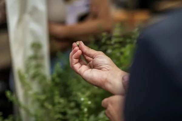 Balade-étude des jardins & initiation au compost