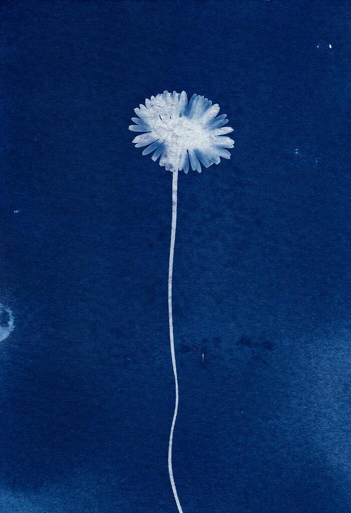Atelier cyanotypes et anthotypes pour la Fête de la Science 2026