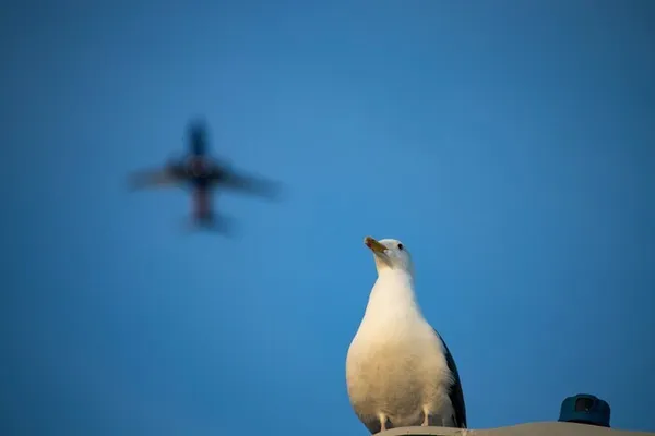 Rencontre-atelier : Ailes d'avion du futur bio-inspirées