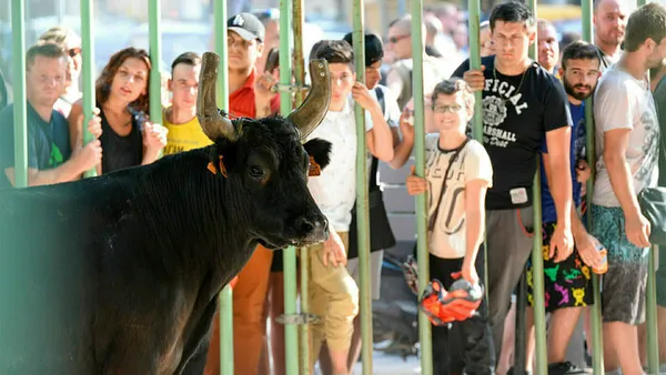 Journées taurines