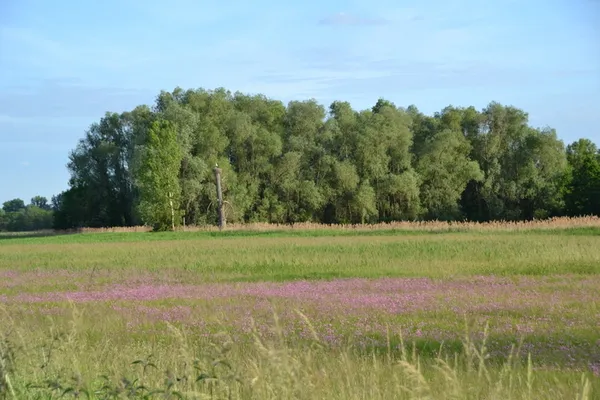 Orchidées en voyage