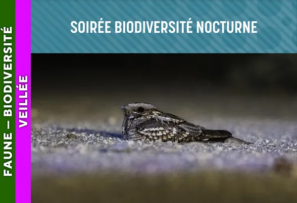 LANDES DE GASCOGNE - Soirée biodiversité nocturne