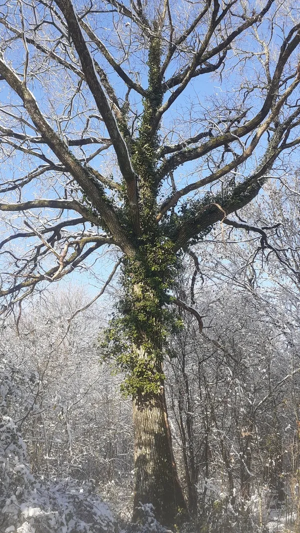 Aventure forestière : il était une fois la forêt du Val de Flore...