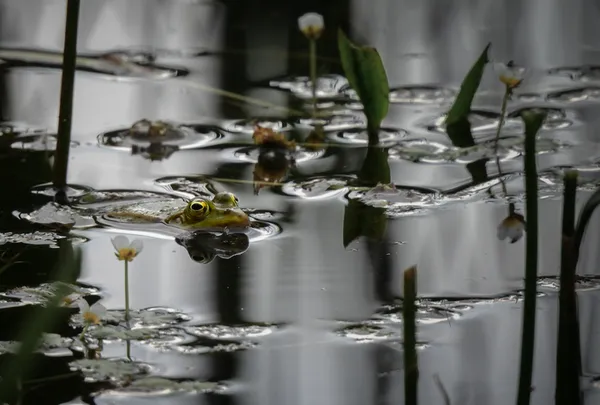 Balade naturaliste : la vie dans l’eau