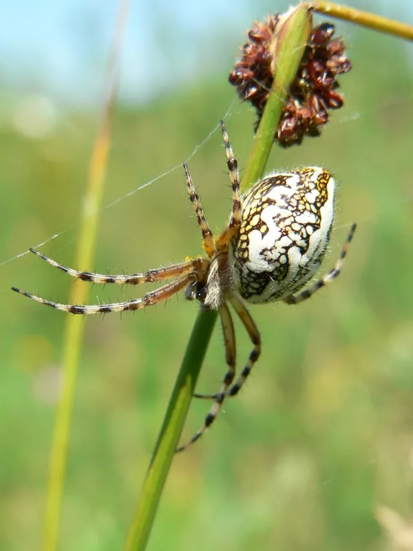 Une araignée au bout du fil