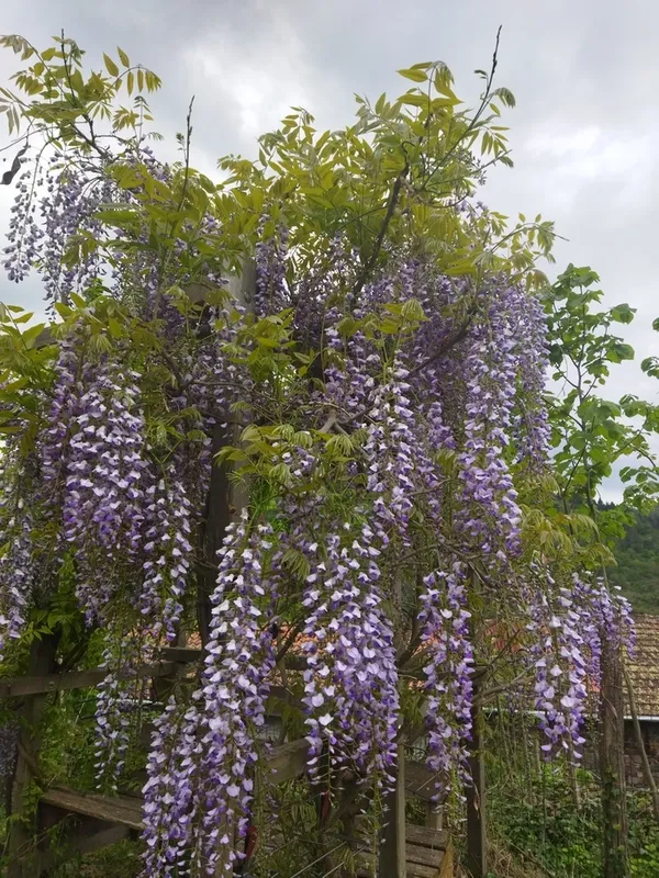 Visite du jardin de l'abbaye de Pébrac