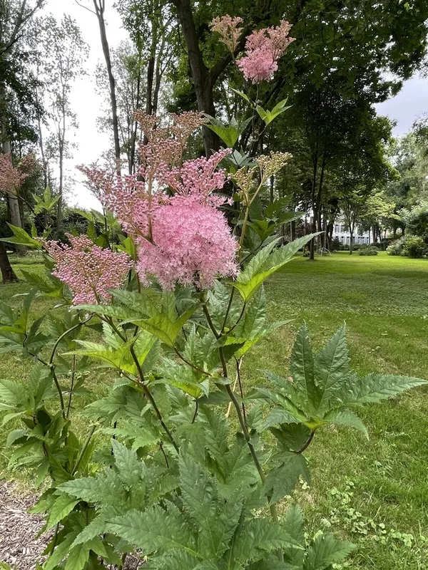 Visite guidée du Manoir du Pont-de-Metz et son jardin