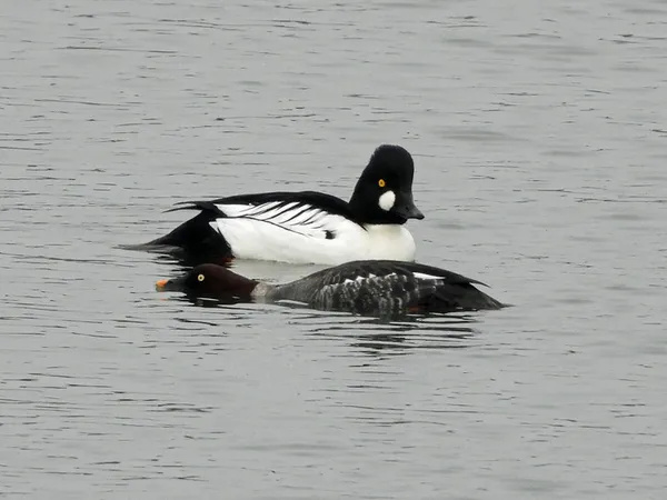 Pourquoi les oiseaux sont migrateurs ?
