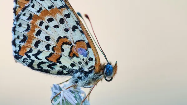 Vole papillon | Compagnie Impact