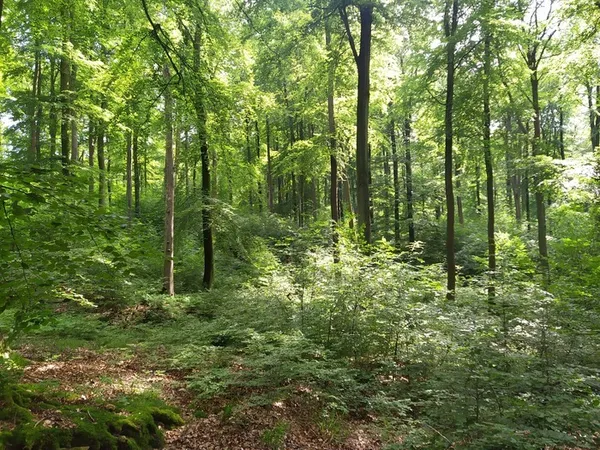Randonnée-bivouac à la découverte de la forêt d'Halatte