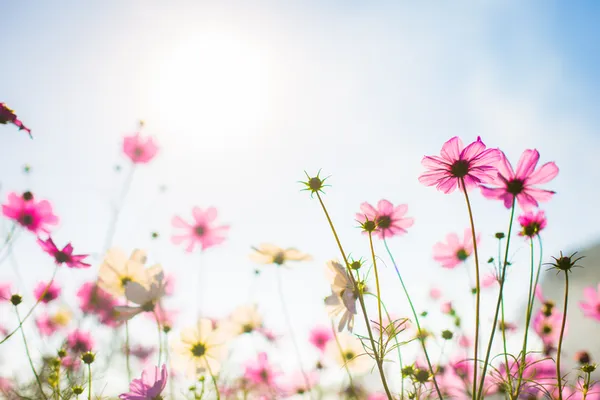 Animation seniors | Art floral