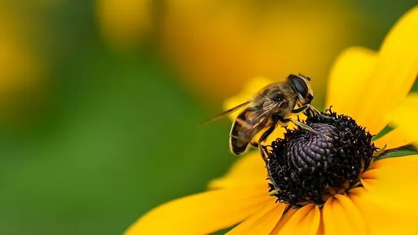 Atelier 4-10 ans : Abeilles et autres petites bêtes