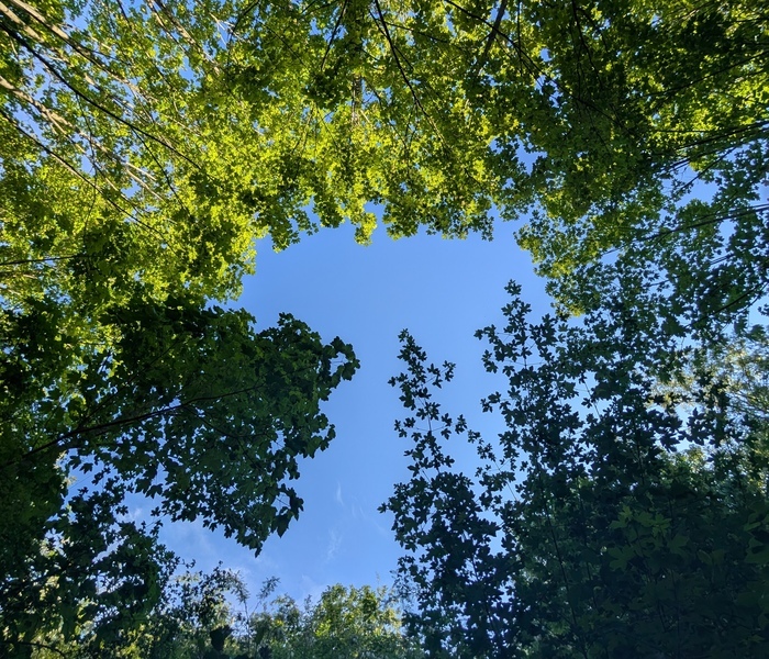 La forêt normande : une situation paradoxale entre menaces et opportunités