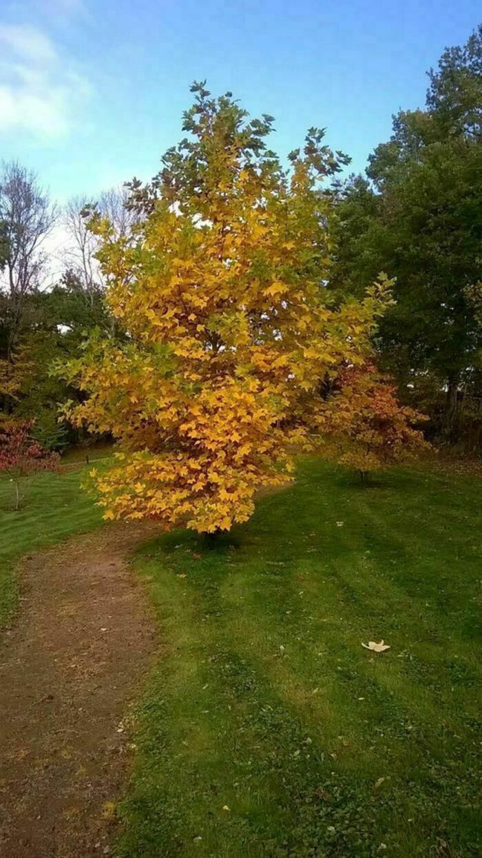 Déambulation à la découverte des arbres