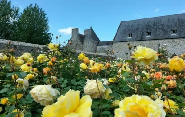 Visite libre découverte de la roseraie David Austin