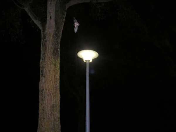 Trame noire et pollution lumineuse