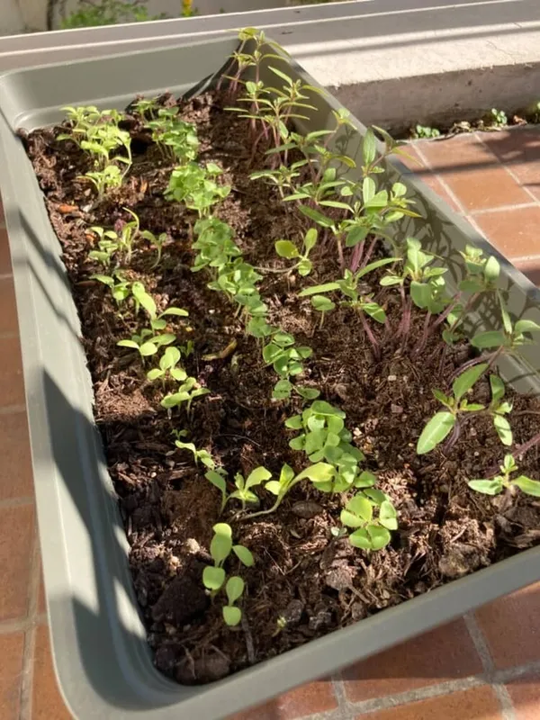 ISSY-LES-MOULINEAUX : Une jardinière de légumes pour mon balcon !
