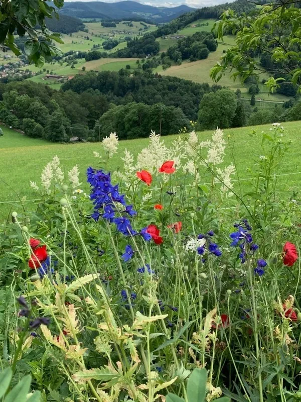 Ouverture du jardin du bout de la forêt