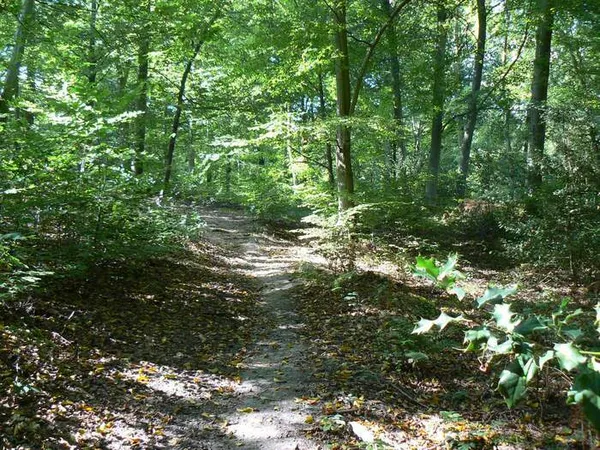 DERNIERES PLACES | Escape Game : Aventures en pleine nature à Hénouville